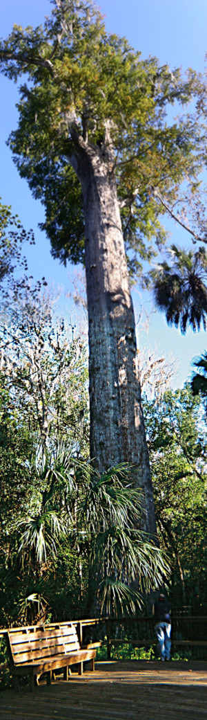 [Two photos stitched together vertically showing nearly the entire tree. Branches from the trunk don't happen until very high in the sky, so the main trunk is huge. A boardwalk with benches are in front of the tree and look much smaller than the ones in front of Lady Liberty because this tree is so much larger.]